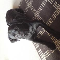 Labrador retriever Balder