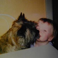 Cairn terrier Kastrup's Omarimo *RIP*
