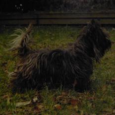 Cairn terrier Kastrup Jaki Lobelia Johleen *RIP*