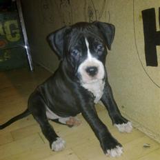 Amerikansk staffordshire terrier Homer