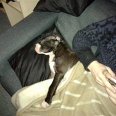 Amerikansk staffordshire terrier Homer