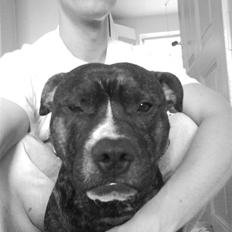 Staffordshire bull terrier Alpha R.I.P.