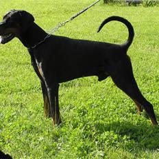 Dobermann Raphael's Grieg (Zaki)
