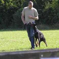Dobermann Raphael's Grieg (Zaki)
