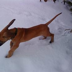 Grand danois Soffi  RIP