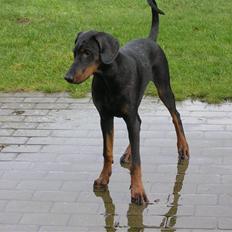 Dobermann Raphael's Grieg (Zaki)