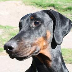 Dobermann Raphael's Izette Jinxix 