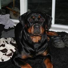 Rottweiler Luna