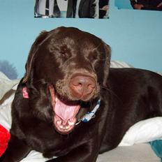 Labrador retriever kira