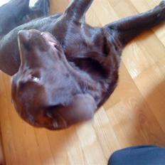 Labrador retriever kira