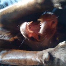 Labrador retriever kira