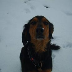 Gordon setter bella
