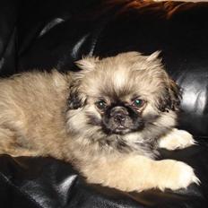 Pekingeser Ayla