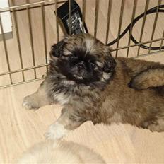 Pekingeser Ayla