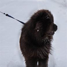 Chow chow Molly Bortgives