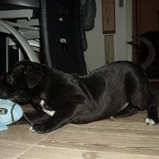 Blanding af racer Lady