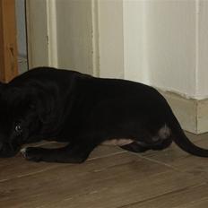 Blanding af racer Lady