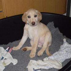 Labrador retriever Aya