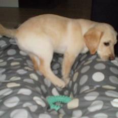 Labrador retriever Aya