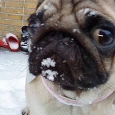 Mops Ronja