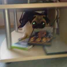 Mops Ronja