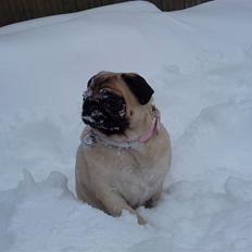 Mops Ronja