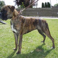 Boxer hearts of hope / Karla