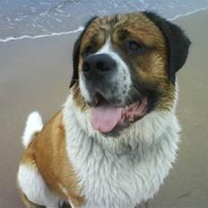 Sankt bernhardshund Max