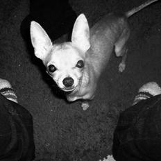 Chihuahua Nuno