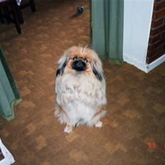 Pekingeser Kisci Fine Kasper.  R.I.P