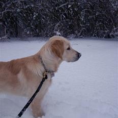 Golden retriever Charlie