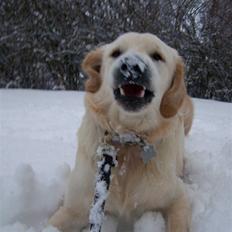 Golden retriever Charlie
