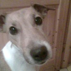 Jack russell terrier Freja "Himmelhund"