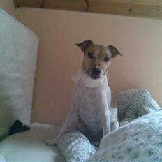 Jack russell terrier Freja "Himmelhund"