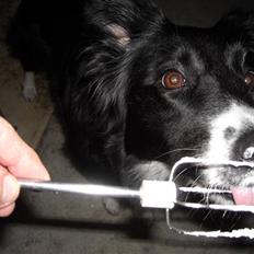 Blanding af racer Sasha