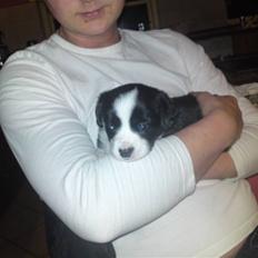 Welsh corgi cardigan Smarti`s Flying Flat Foot