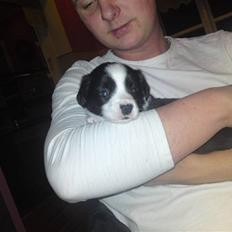 Welsh corgi cardigan Smarti`s Flying Flat Foot