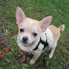 Blanding af racer Grisling