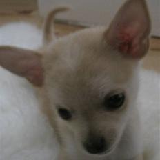 Blanding af racer Grisling