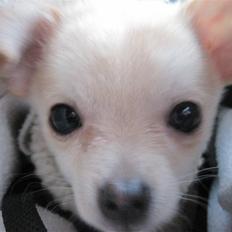 Blanding af racer Grisling