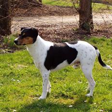 Dansk svensk gaardhund Magnus Tag-musen