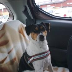 Dansk svensk gaardhund Magnus Tag-musen