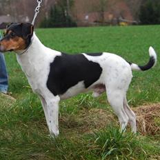 Dansk svensk gaardhund Magnus Tag-musen