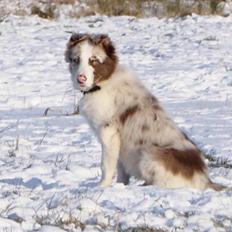 Border collie Talent