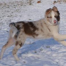 Border collie Talent