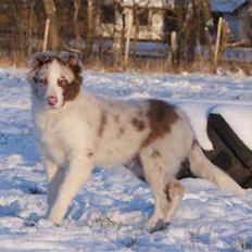 Border collie Talent