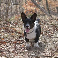 Welsh corgi cardigan Bruunshåbs Jack