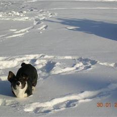 Welsh corgi cardigan Bruunshåbs Jack