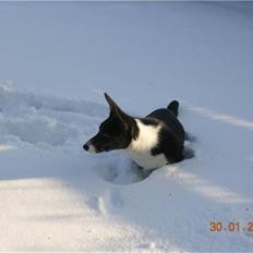 Welsh corgi cardigan Bruunshåbs Jack