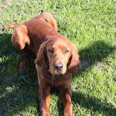 Irsk setter Mårups Macho